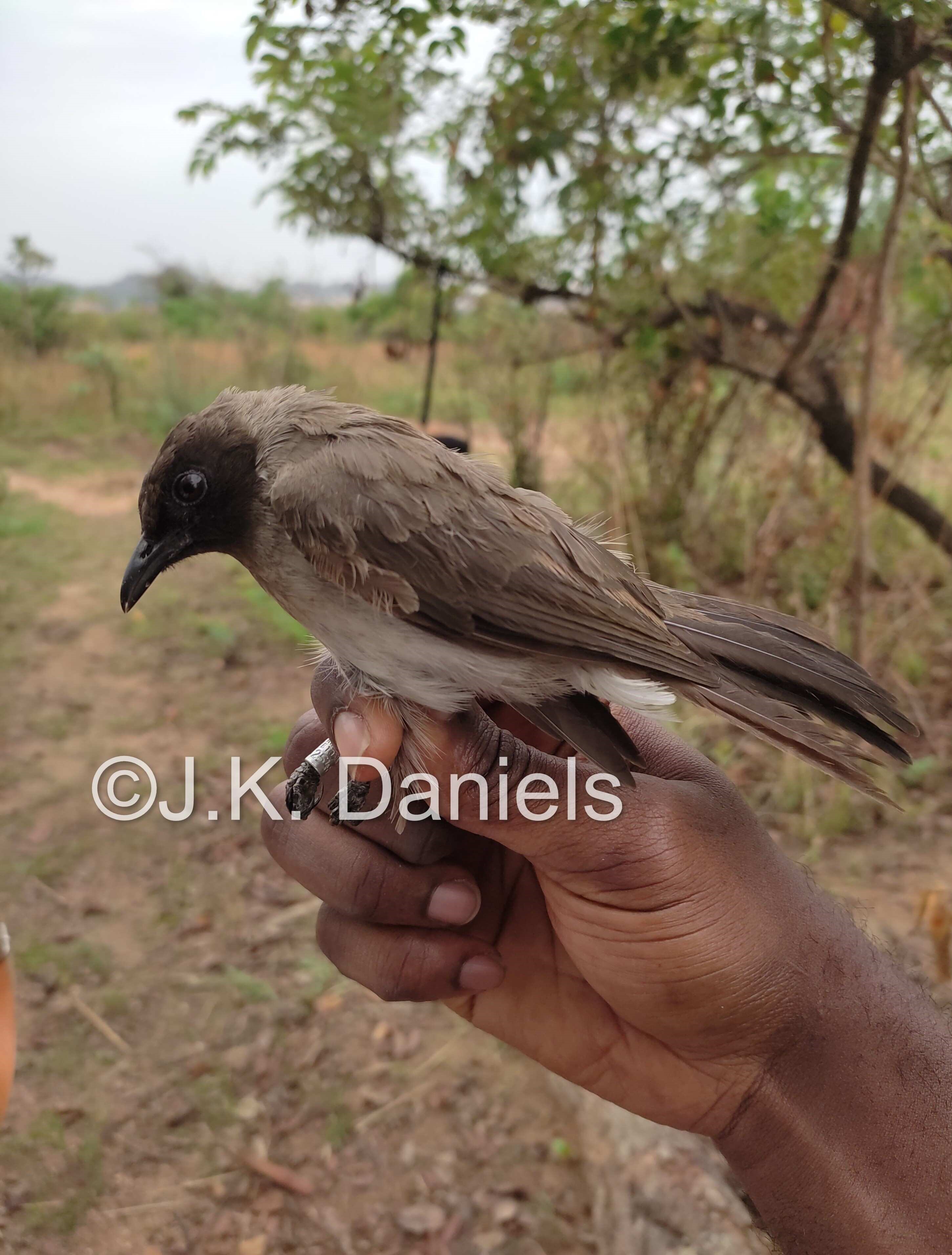 Common Bulbul